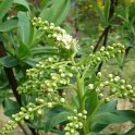 Sibiraea altaiensis P17 (3)